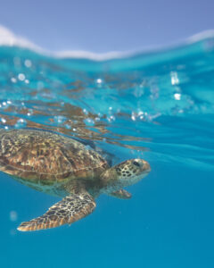 Green Sea Turtle Hervey Bay